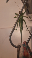 Tettigonia viridissima