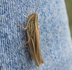 Euchorthippus pulvinatus