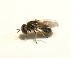 Pipizella viduata