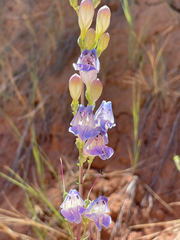Penstemon comarrhenus