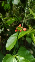 Psiguria warscewiczii