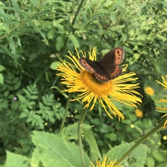 Telekia speciosa