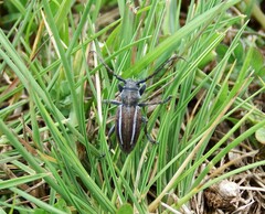Neodorcadion bilineatum