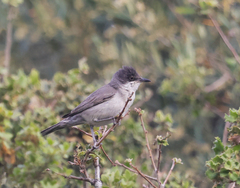 Curruca crassirostris