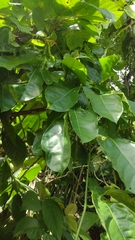 Psiguria warscewiczii