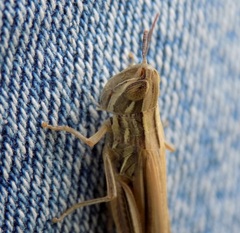 Euchorthippus pulvinatus