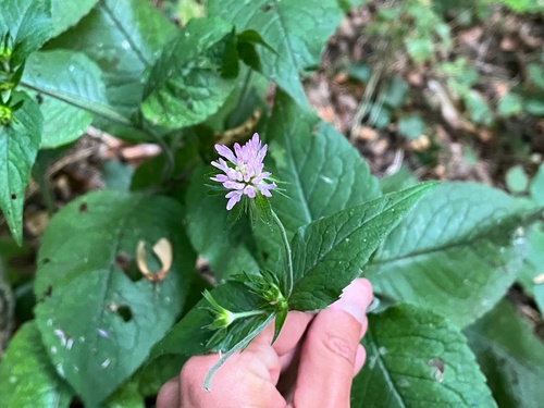 chrastavec kroviskový (Knautia drymeja)