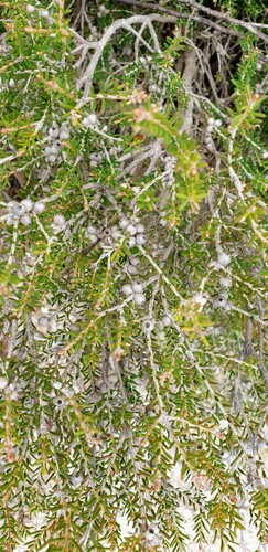 Melaleuca pauperiflora observed 2022-07-07