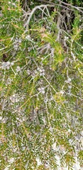 Melaleuca pauperiflora mutica