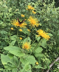 Telekia speciosa