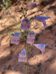 Penstemon comarrhenus