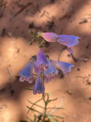Penstemon comarrhenus