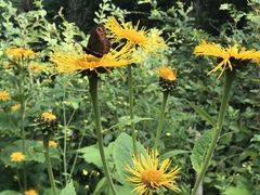 Telekia speciosa