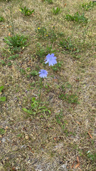 Cichorium intybus