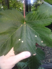 Aceria pseudoplatani