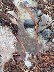 Laminaria hyperborea