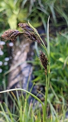 Carex frigida