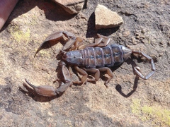 Hadogenes trichiurus