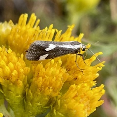 Cisthene liberomacula