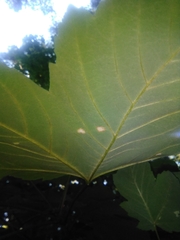 Aceria pseudoplatani