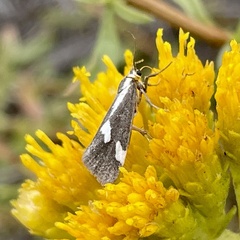 Cisthene liberomacula