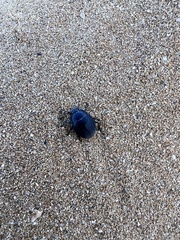 Erodius siculus siculus