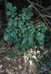 Handroanthus impetiginosus