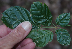 Handroanthus impetiginosus