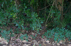 Handroanthus impetiginosus