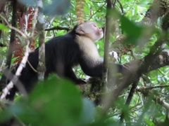 Cebus capucinus