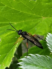 Tenthredo atra