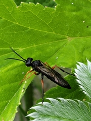 Tenthredo atra