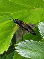 Tenthredo atra