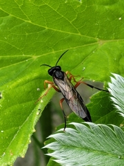 Tenthredo atra