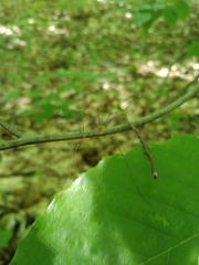 Leiobunum aldrichi