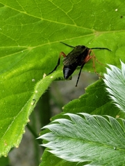 Tenthredo atra