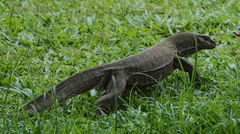 Varanus nebulosus