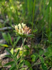 Anthyllis vulneraria pulchella