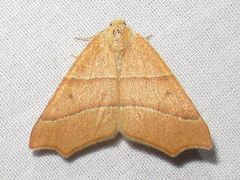 Destutia excelsa