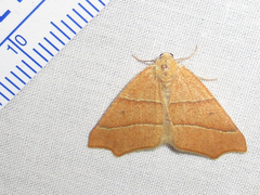 Destutia excelsa