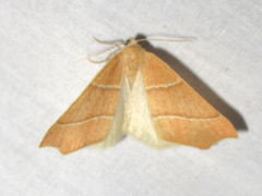 Destutia excelsa