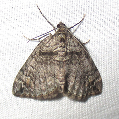 Dysstroma formosa