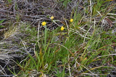Microseris borealis