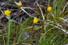 Microseris borealis