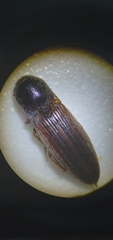 Agriotes lineatus