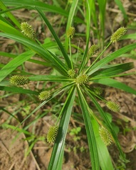 Cyperus diandrus