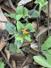 Melanopleurus bicolor