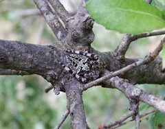 Araneus circe