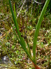 Juncus heterophyllus