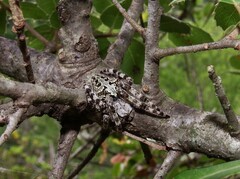 Araneus circe